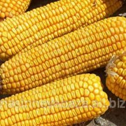 Насіння кукурузи Оржиця 237 МВ, ФАО 240 фото