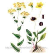 Володушка золотистая, трава, 100г фото