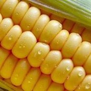 Кукуруза зерно для попкорна фото