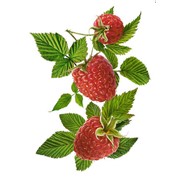Малина (свежые ягоды) фото