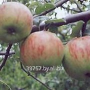 Саженцы яблонь Коробовка (Ранетка, Медуничка) фото