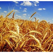 Пшеница 4 класса фото