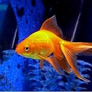 Золотые рыбки мд, золотые рыбки в Молдове фото