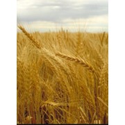 Пшеница первого класса