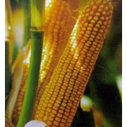 Семена кукурузы Краснодарский 385 МВ фото