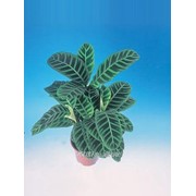 Калатея Zebrina фото