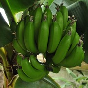 Банан низкорослый посадить дома фото