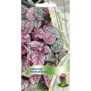 Семена комнатного растения Гипестис Розовая вуаль фото