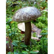 Торф экскаваторный (для грибов), торф сельскохозяйственный фото