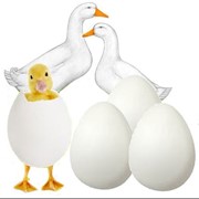 Яйца утиные инкубационные Порода "Агидель" и "Голубой Фаворит"