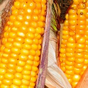 Семена кукурузы гибрида Гран 310 (ФАО 250)