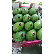 Авокадо из Испании фото
