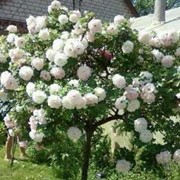 Роза парковая Белая (на фото-привита на штамб)