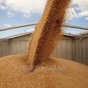 Пшеница фуражная 3 класс на Экпорт фото