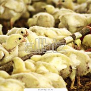 Суточные цыплята бройлеры «КОББ-500» фото