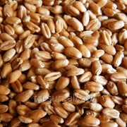 Пшеница 023