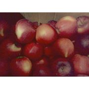 Саженцы яблони фотография