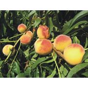 саженцы груши вишни черешни яблони фото