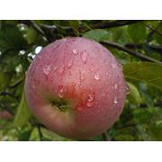Яблоки осенние фото