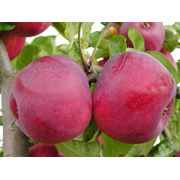 Саженцы яблони осенних зимних сортов на разных подвоях от производителя фотография