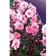 Флокс метельчатый Валентина фото