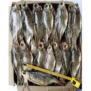 Вобла средняя с икрой фото