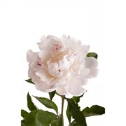 Пион китайский, молочноцветковый (Paeonia lactiflora) “Festiva Maxima“ фотография