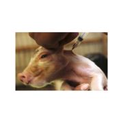 Вакцины для профилактики болезней свиней