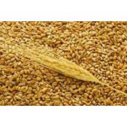 Фуражное зерно ячмень пшеницу закупаем фотография