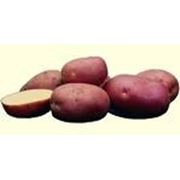 Картофель крупноплодный фотография