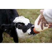 Заменители молока для животных фотография