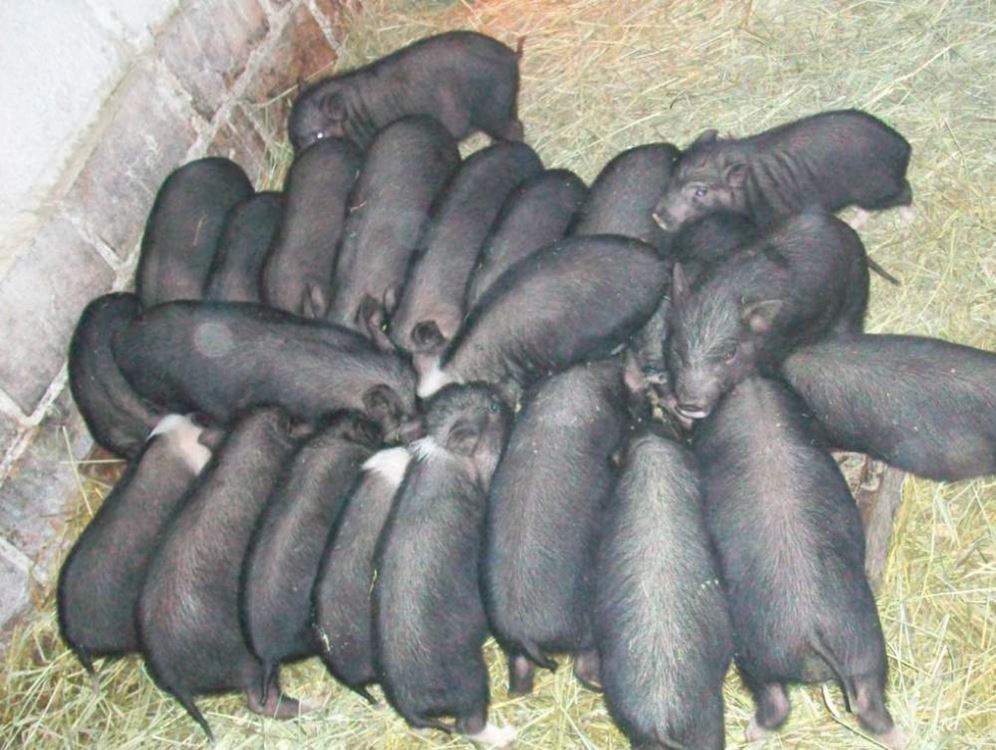 Купить Собаку Куфар Гомель