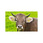 Премикс П60-4 для высокопродуктивных коров в пастбищный период