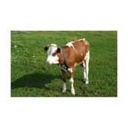 Премикс П60-3 для высокопродуктивных коров в стойловый период фотография