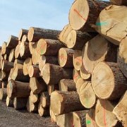 Закупка леса, древесины. Куплю лес. Куплю древесину на экспорт фото