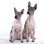 Американский Голый (Безволосый) Терьер фото