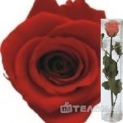 Telemag Стабилизированный цветок роза,мини. Цвет красный. фото
