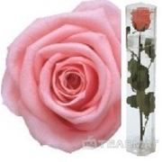 Telemag Стабилизированный цветок роза,мини. Цвет светло-розовый. фото
