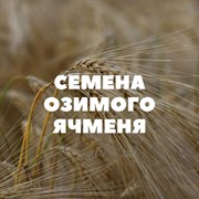 Семена озимого ячменя на посев фото