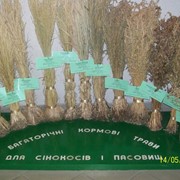 Семена кормовых трав. фото