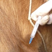 Вакцины для профилактики болезней лошадей фотография