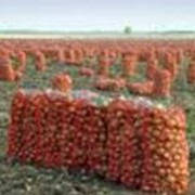 Оптовая продажа лука Сорт “Пандеро“, “Боско“ с доставкой по Украине и странах СНГ фото