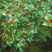 Смородина Ribes alpinum Schmidt 40 – 60 фотография