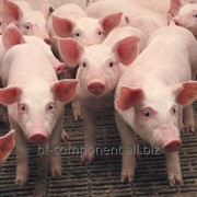 Желудочно-кишечный комплексный препарат для промышленного производства свинины Лактобифадол фотография