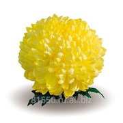 Луковица цветочных культур Palisade Yellow