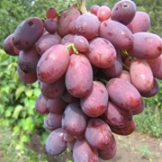 Виноград из Ирана