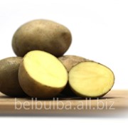 Картофель семенной Ривьера Элита фото