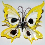 Бабочка красивая5 фото