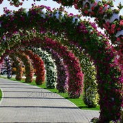 Аренда праздничных декораций в Алматы фото