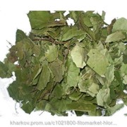 Береза повислая (Betula pendula, folium European White Birch) листья 100 г. Листья березы (молодые) использу фото